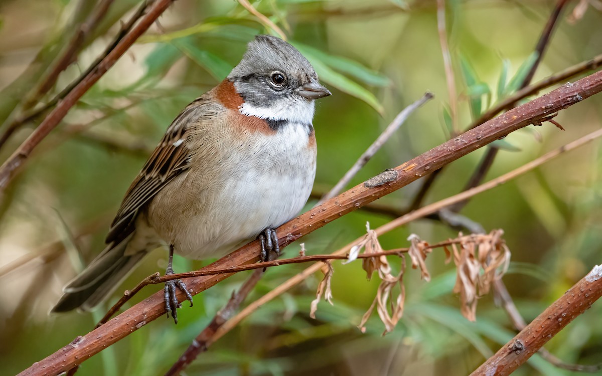 Rufous-collared Sparrow (Patagonian) - ML412397411