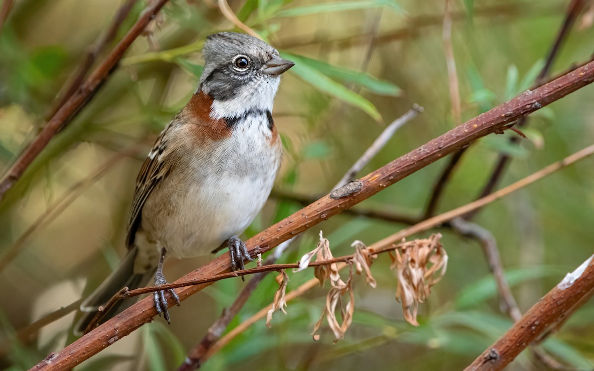 Rufous-collared Sparrow (Patagonian) - ML412397491