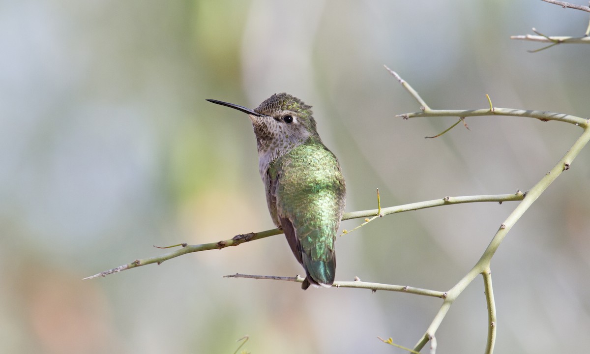 Anna's Hummingbird - Heather Wolf