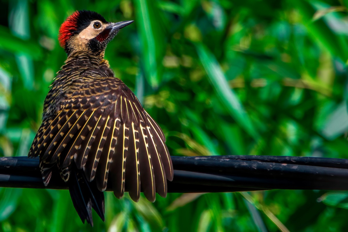 Green-barred Woodpecker - ML412400151