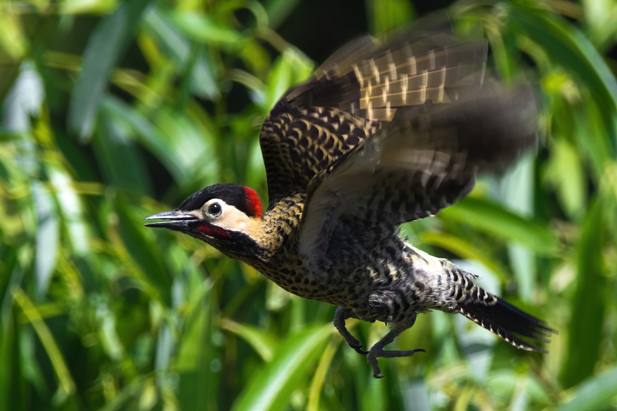 Green-barred Woodpecker - Elias Gonzalez