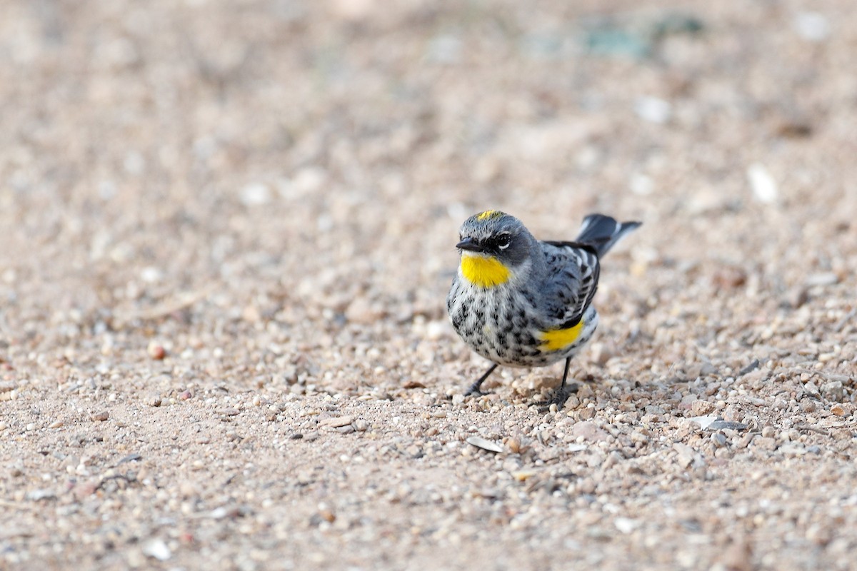 Yellow-rumped Warbler (Audubon's) - Geoff Malosh