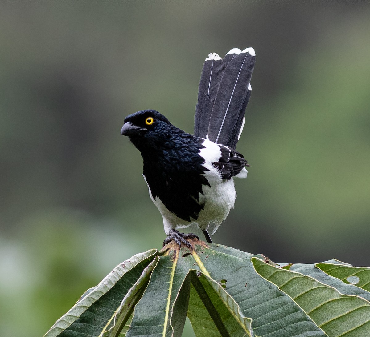 Magpie Tanager - ML412412961