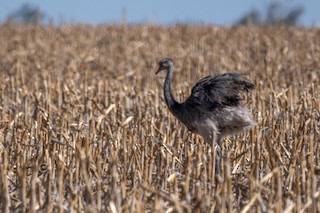 Greater Rhea, ML412415071