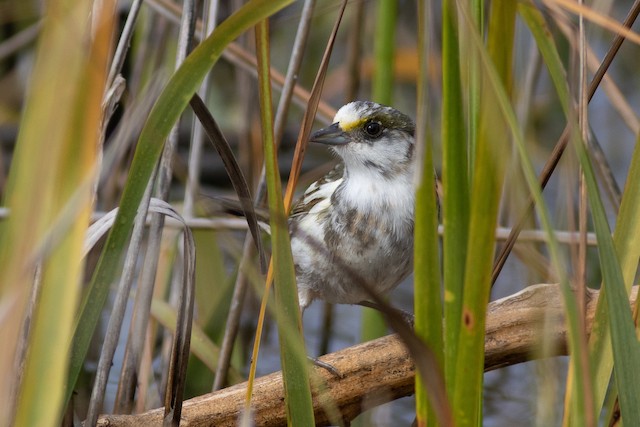 Individual with leucistic feathers. - Seaside Sparrow - 