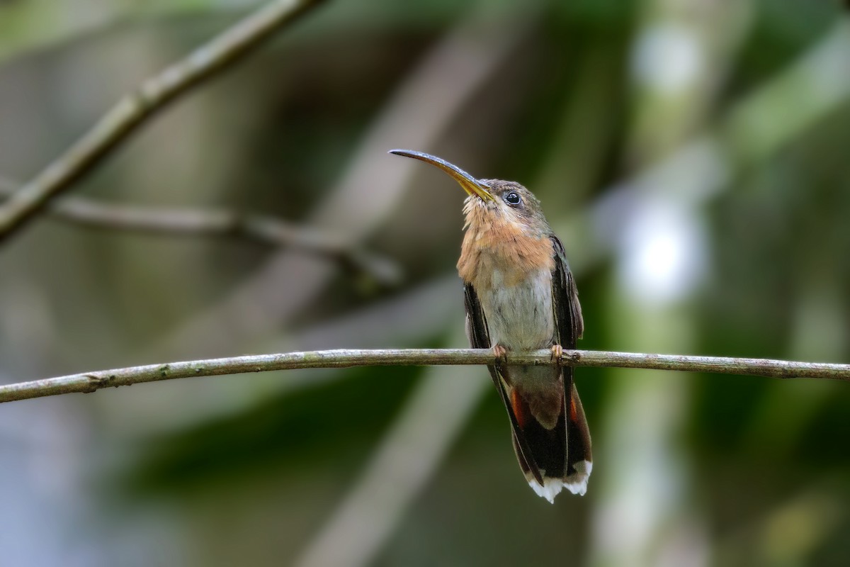 Rufous-breasted Hermit - ML412420661