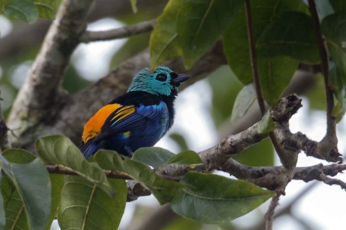 Seven-colored Tanager - ML412420671