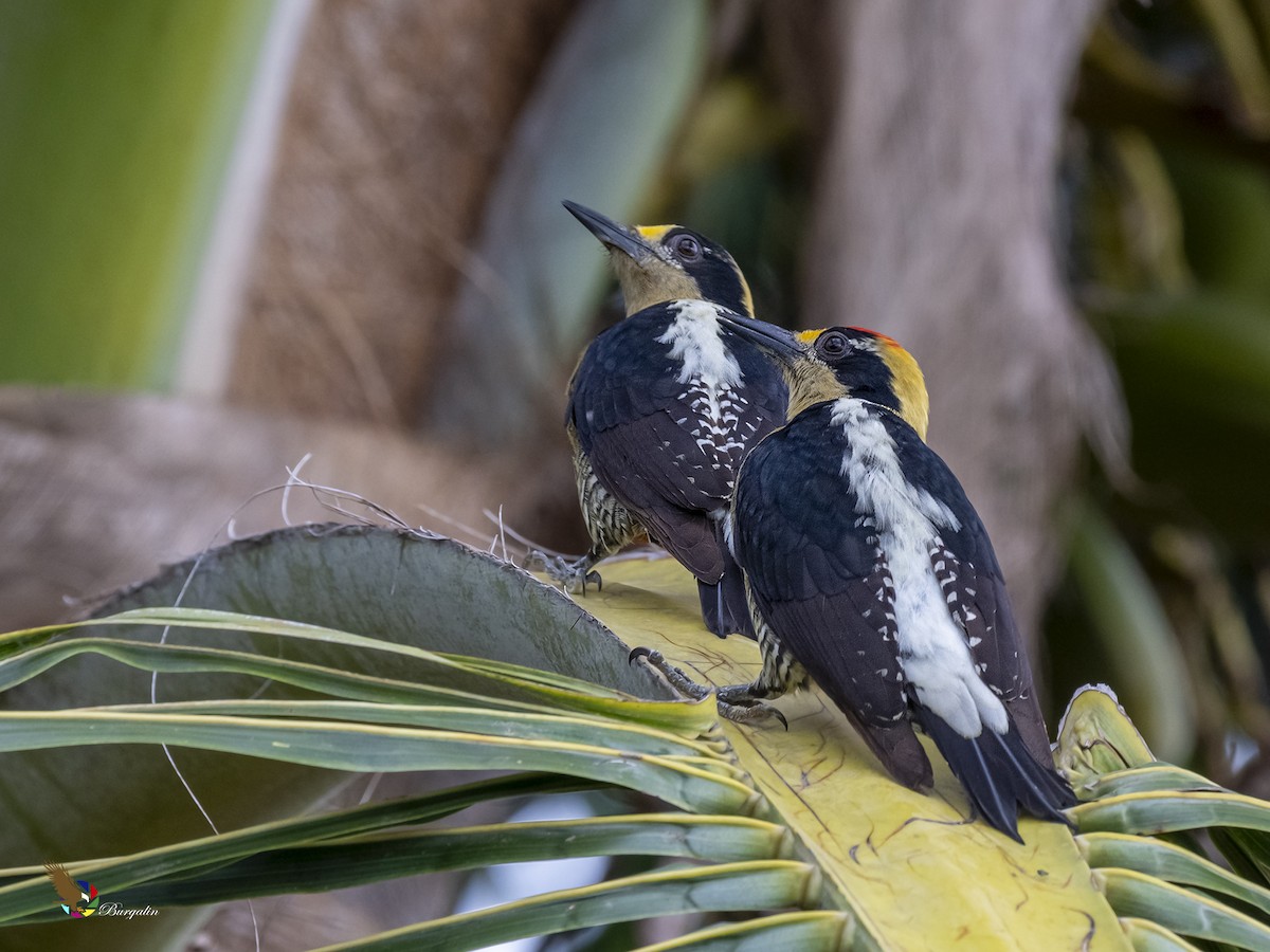 Golden-naped Woodpecker - ML412421601