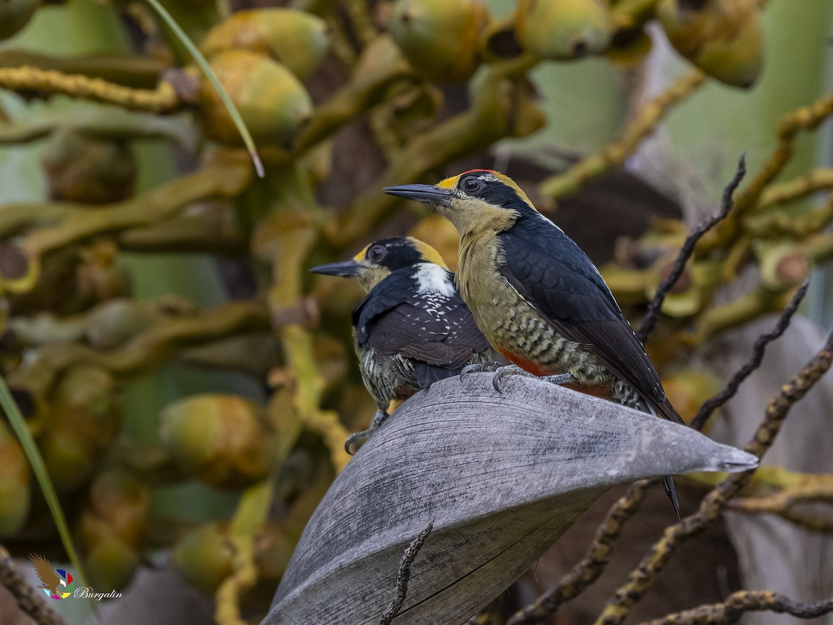 Golden-naped Woodpecker - ML412421611
