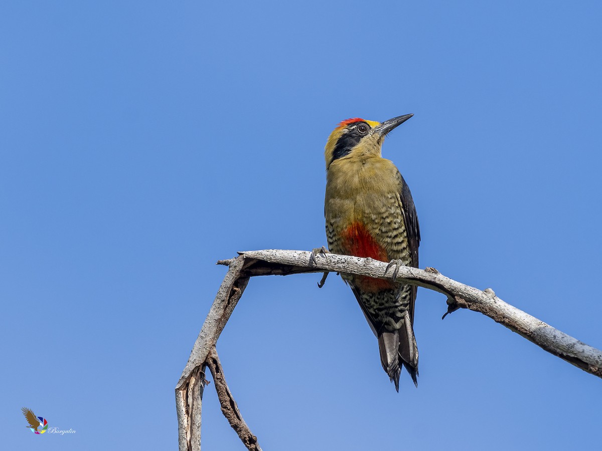 Golden-naped Woodpecker - ML412421621