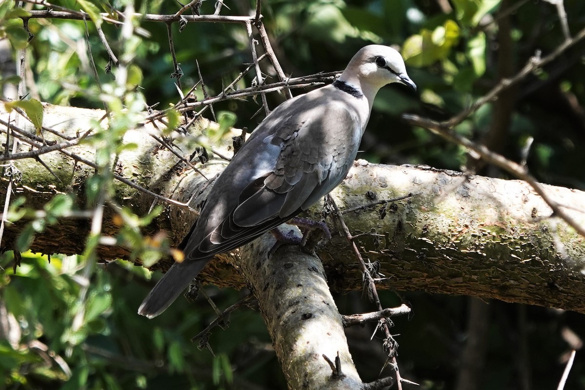 Mourning Collared-Dove - ML412422191