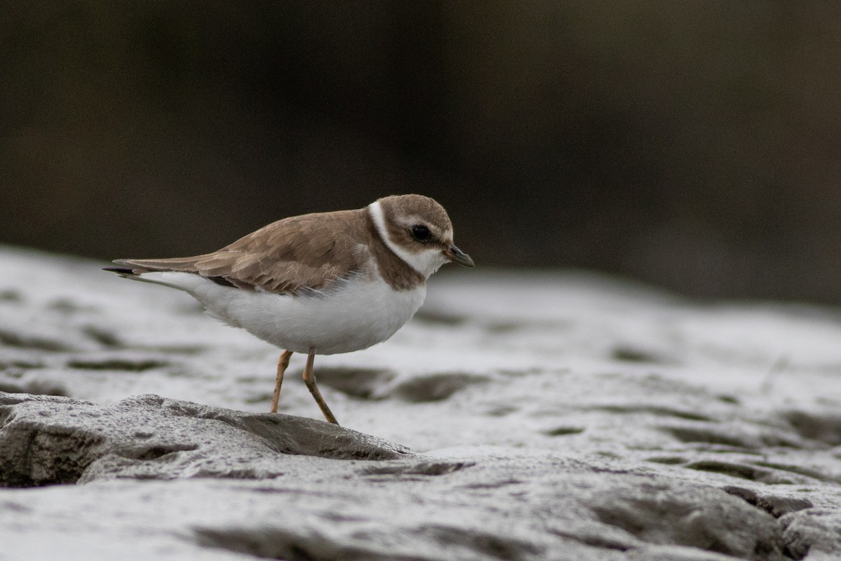 Semipalmated Plover - ML412423551