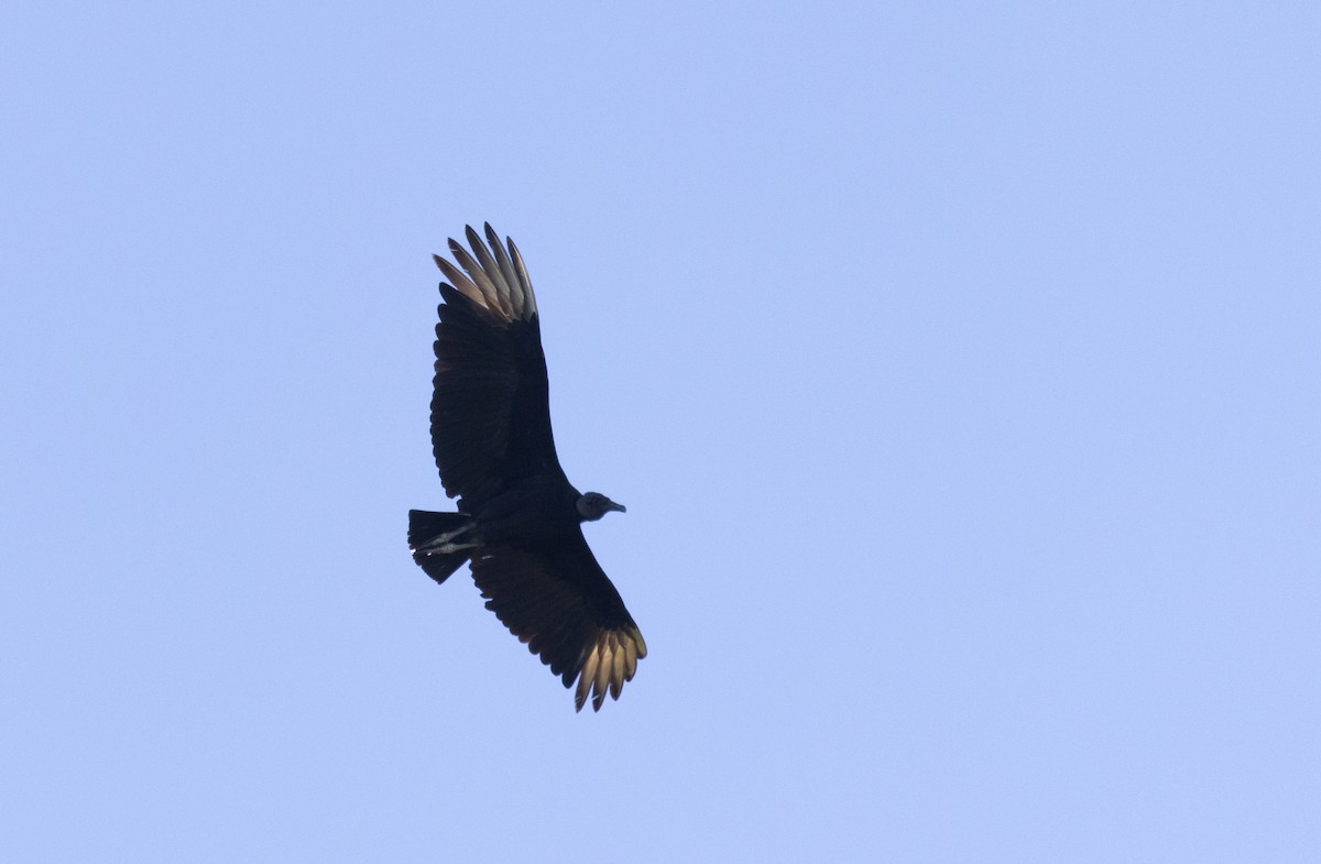 Black Vulture - ML412424691