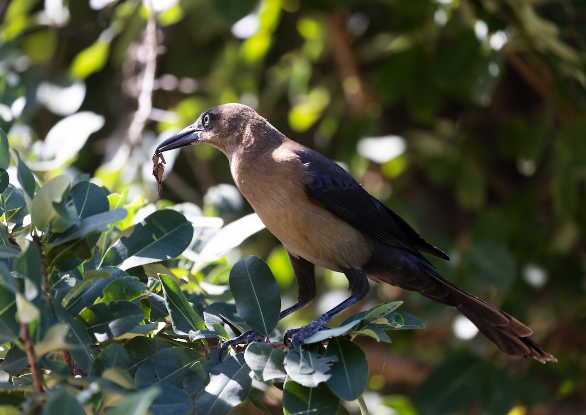 Great-tailed Grackle (Great-tailed) - ML412424761