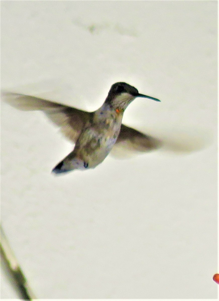Ruby-throated Hummingbird - Patrick O'Driscoll