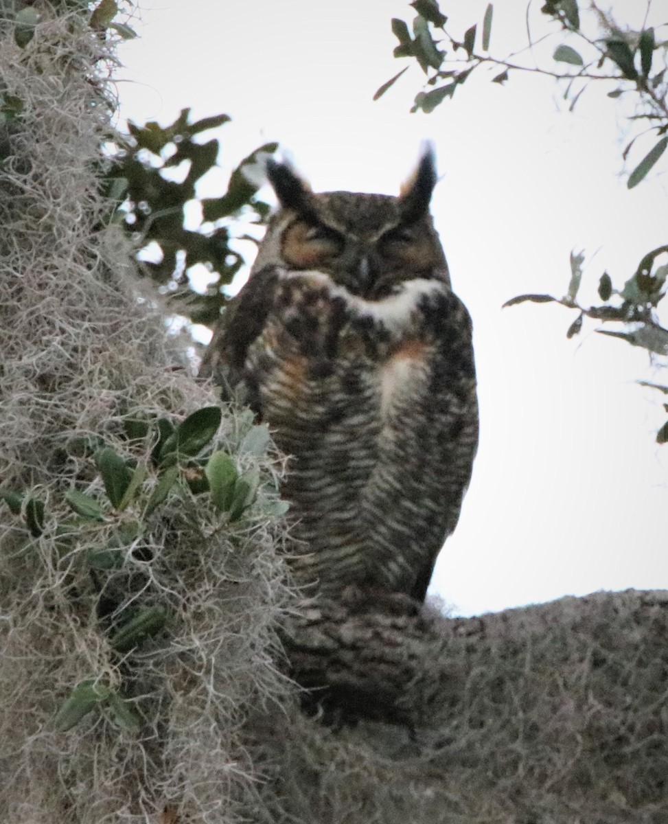 Great Horned Owl - ML412431961