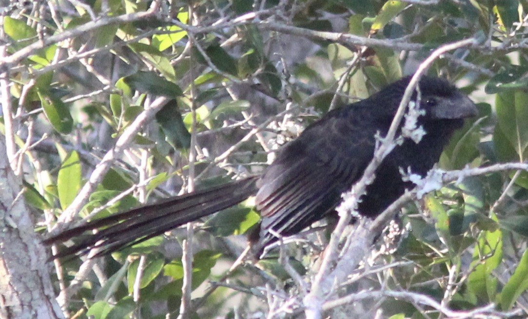 Groove-billed Ani - Daphne Asbell