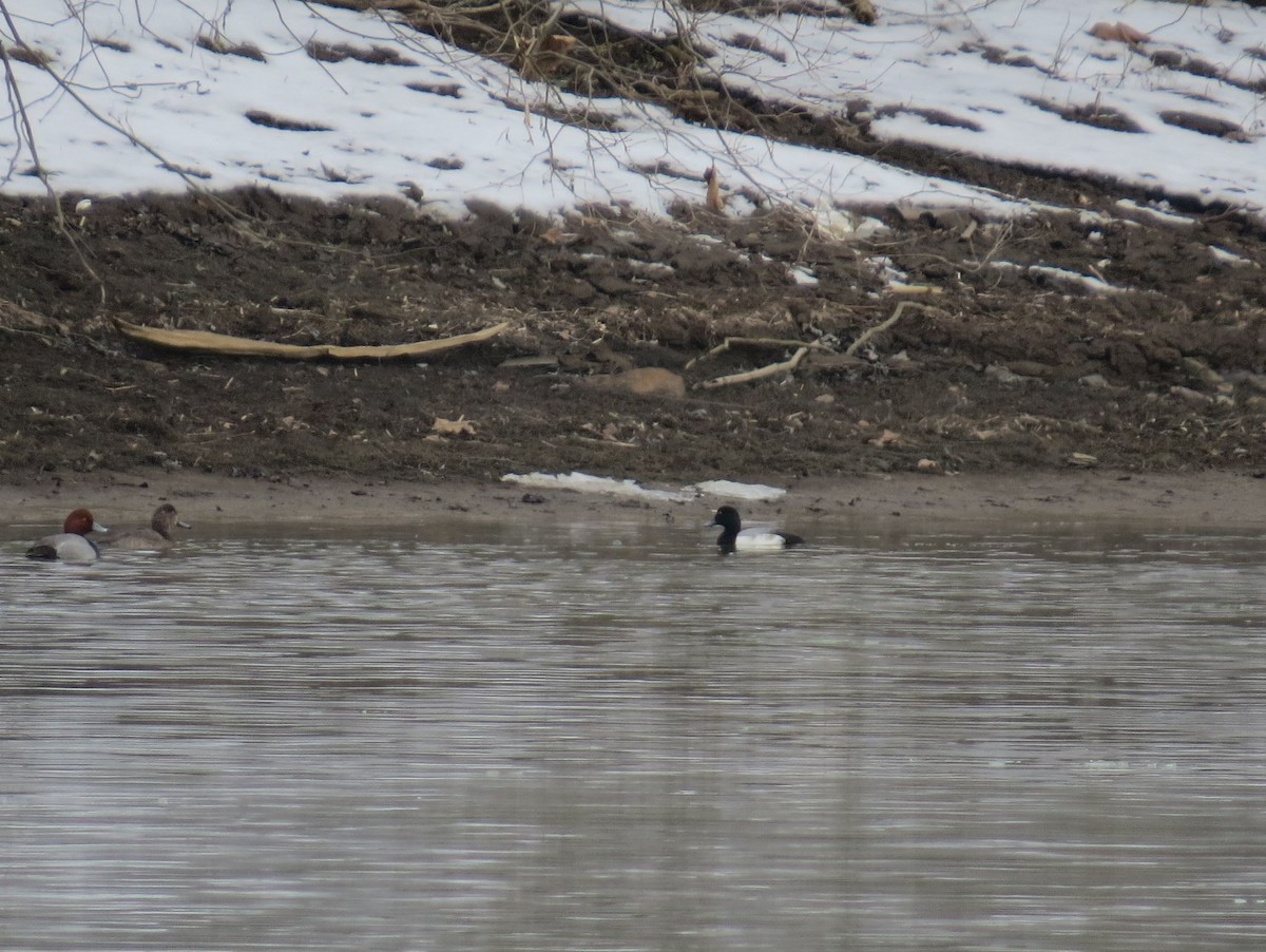 Greater Scaup - ML412437691