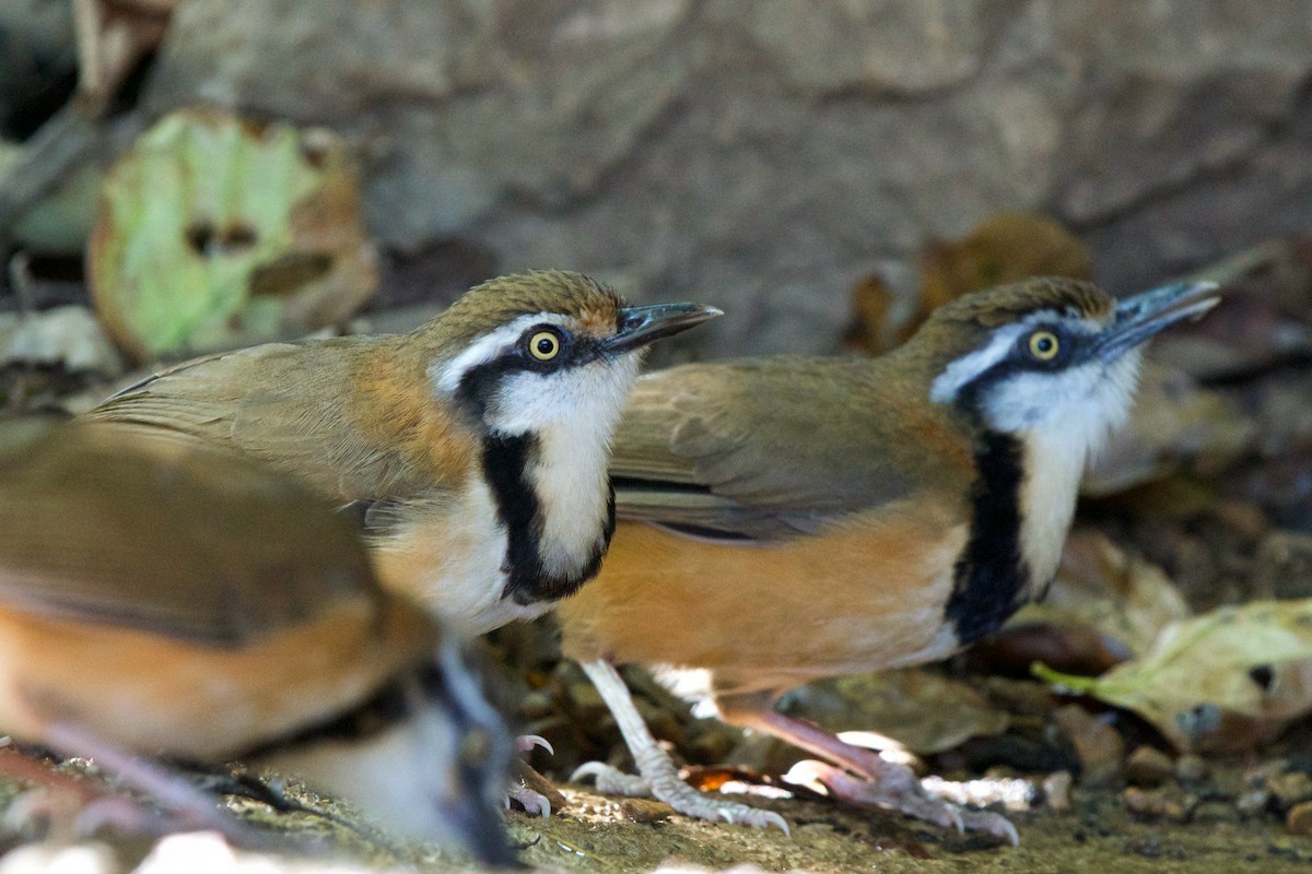 Lesser Necklaced Laughingthrush - ML412442301