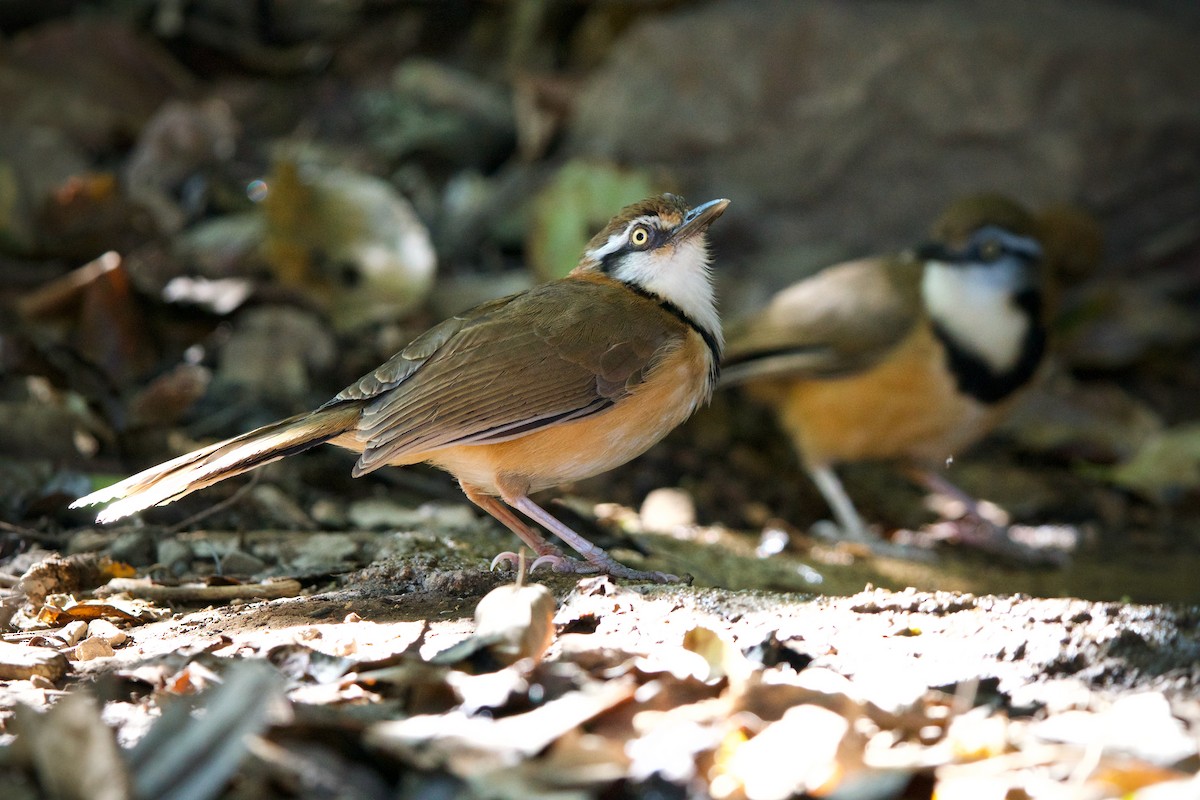 Lesser Necklaced Laughingthrush - ML412442321