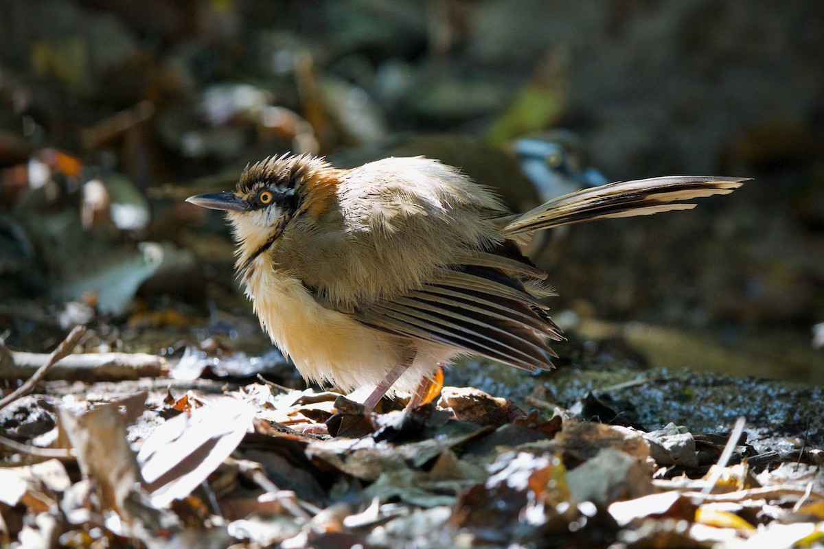 Lesser Necklaced Laughingthrush - ML412442341