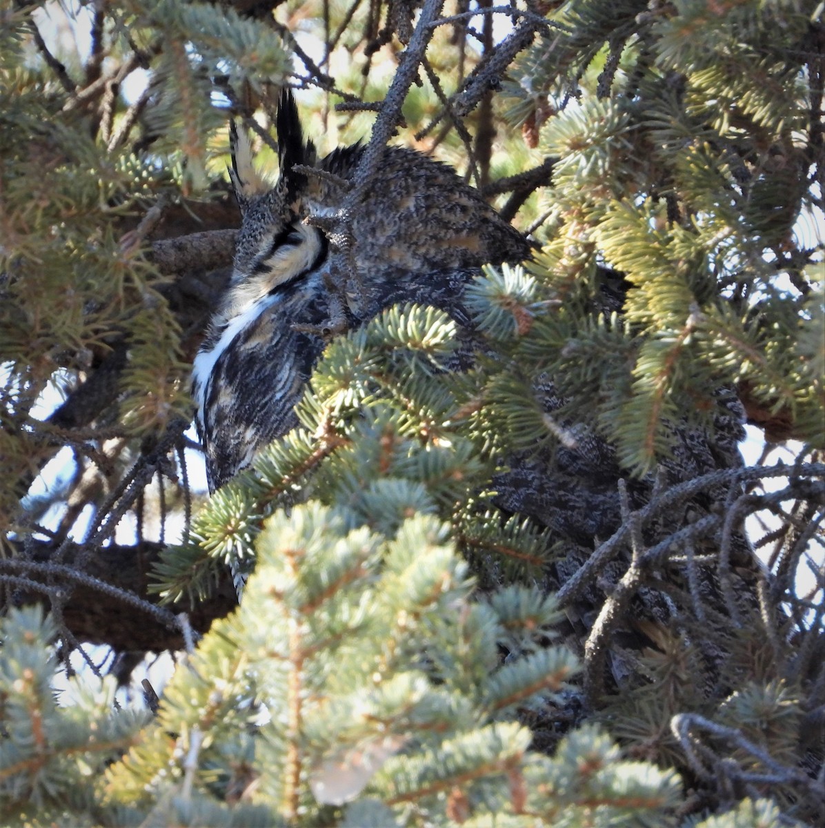 Great Horned Owl - ML412442411