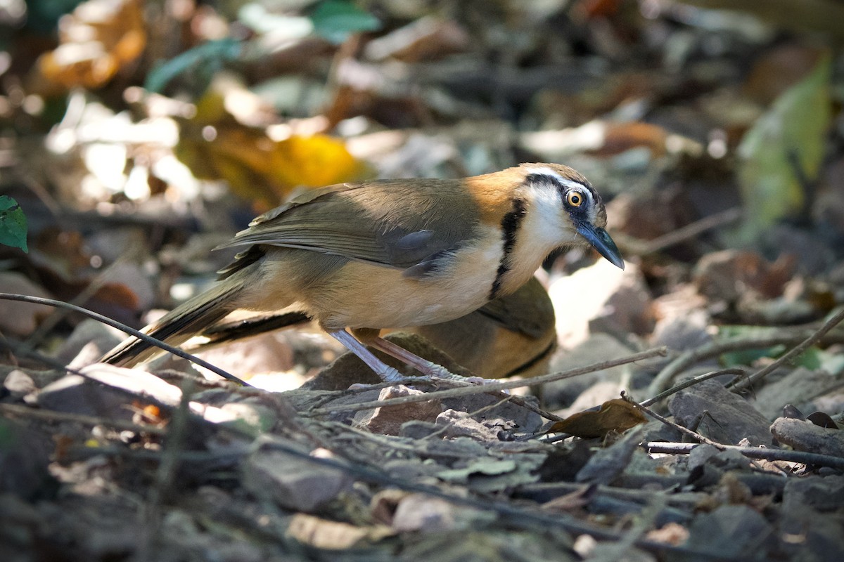 Lesser Necklaced Laughingthrush - ML412443321