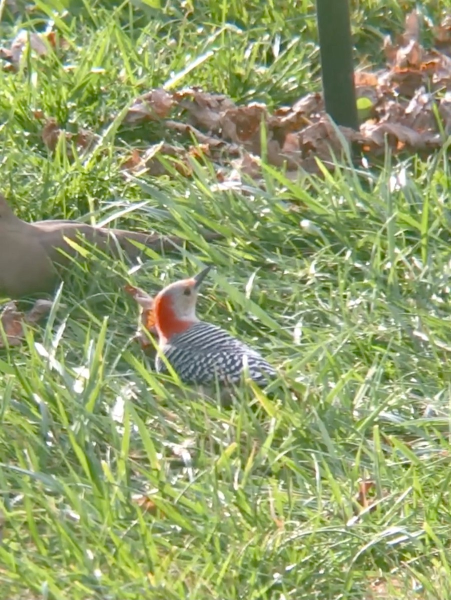 Red-bellied Woodpecker - ML412445691