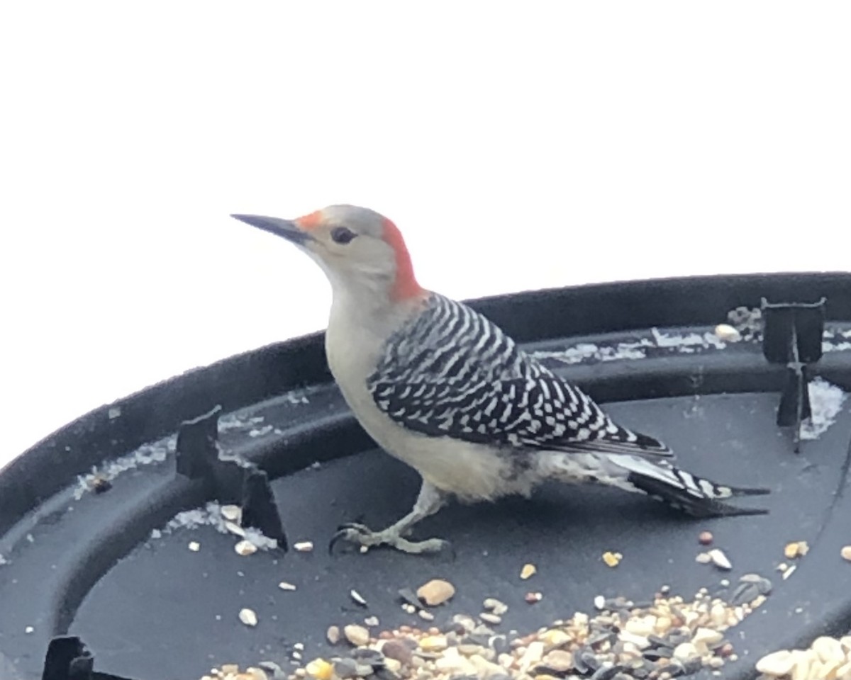Red-bellied Woodpecker - ML412449001