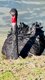 Black Swan - ML412452101