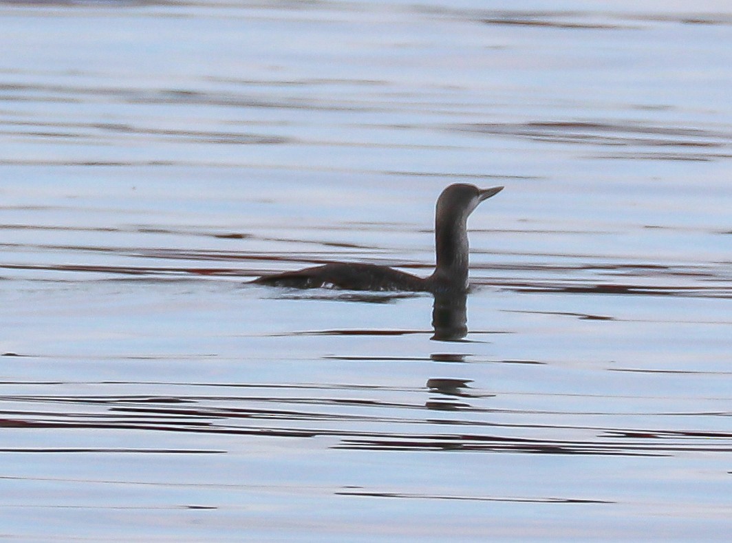 Red-throated Loon - ML412455591