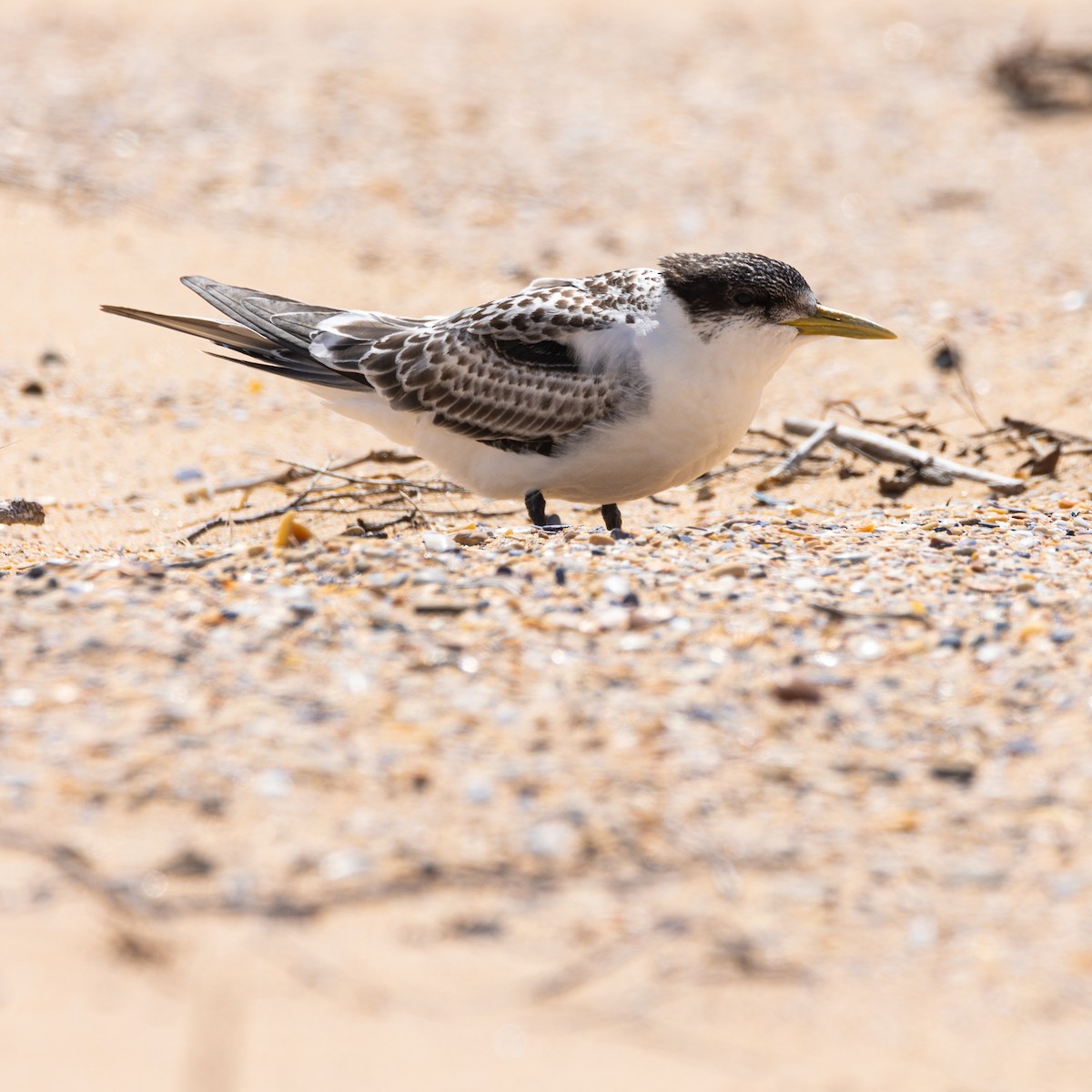 Great Crested Tern - ML412459841