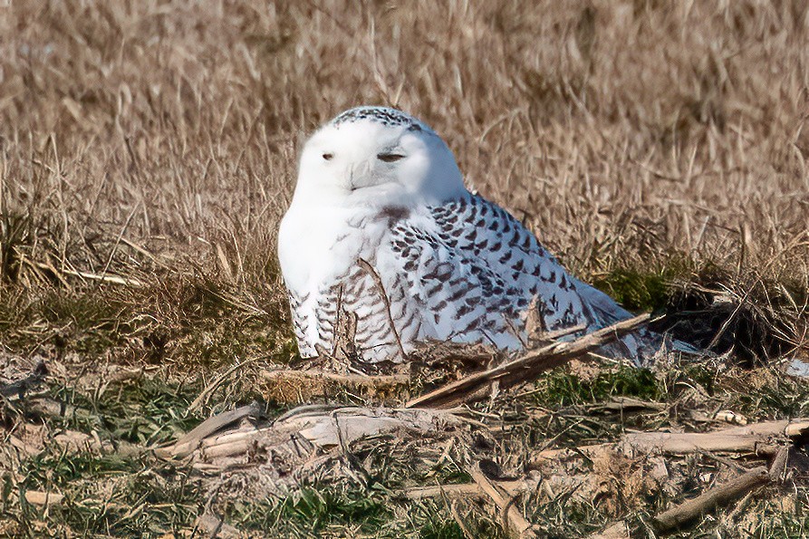 Snowy Owl - ML412462021