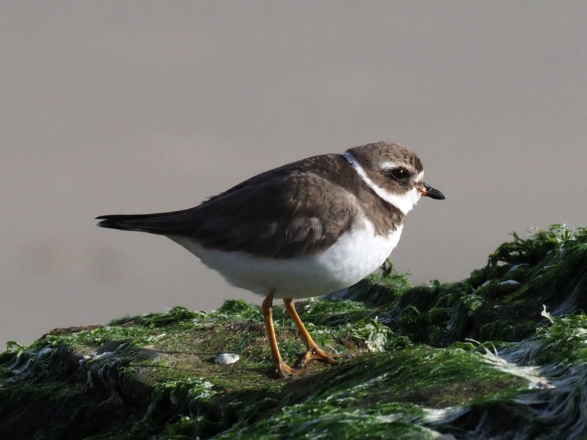 Semipalmated Plover - ML412472741