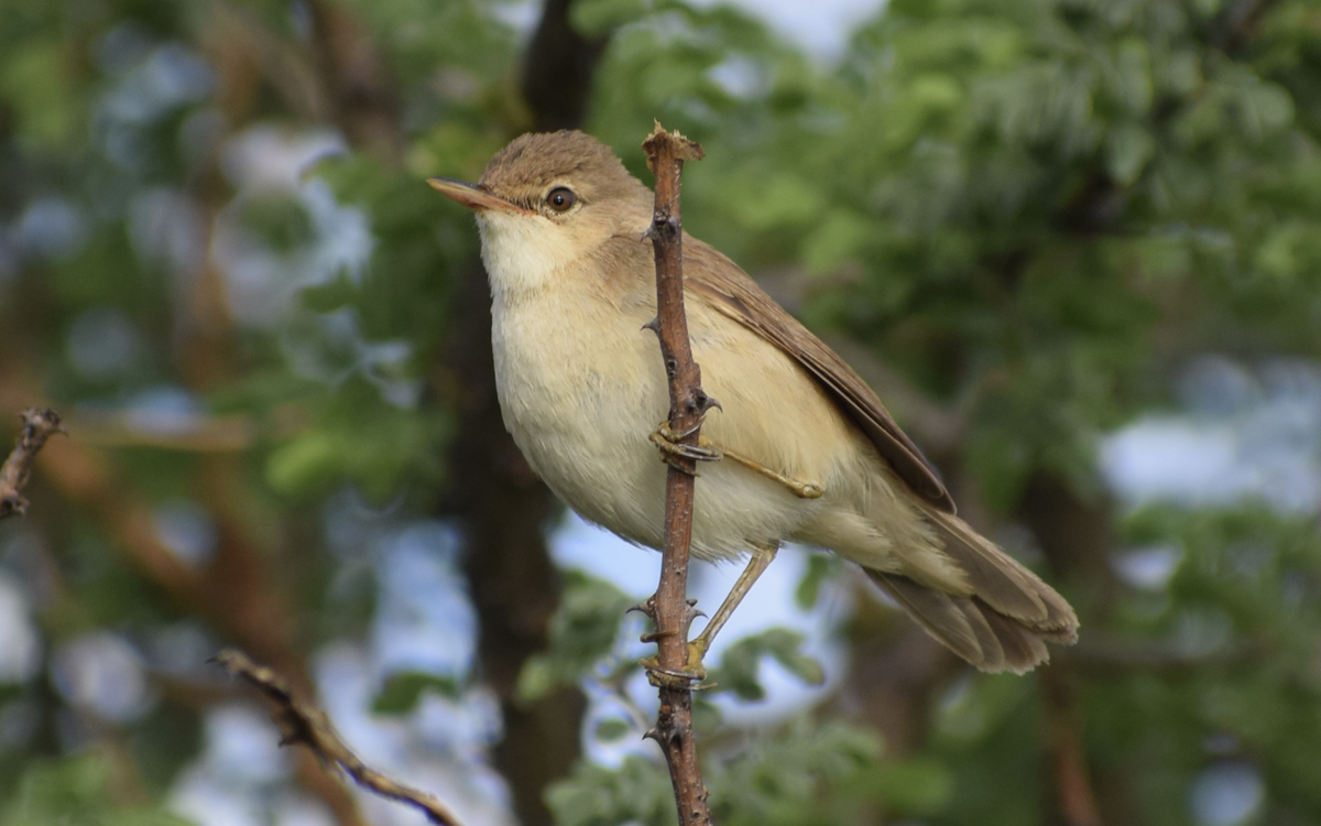 Common Reed Warbler (African) - ML412477941