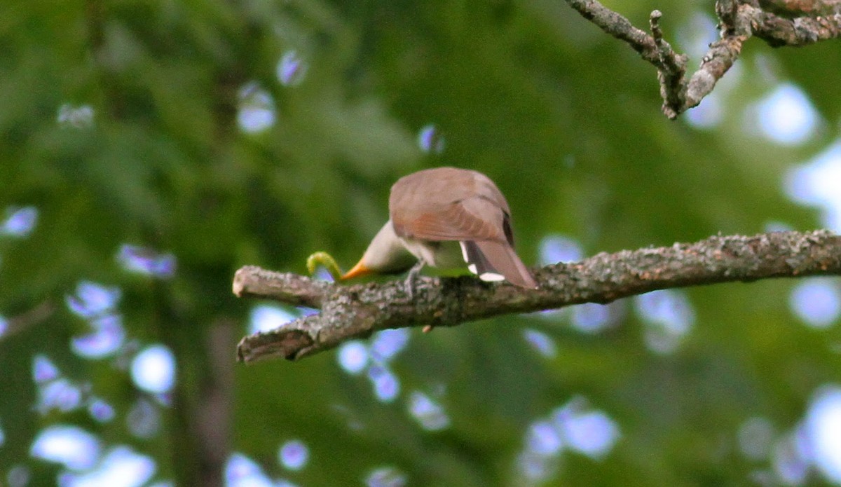Yellow-billed Cuckoo - ML41247971