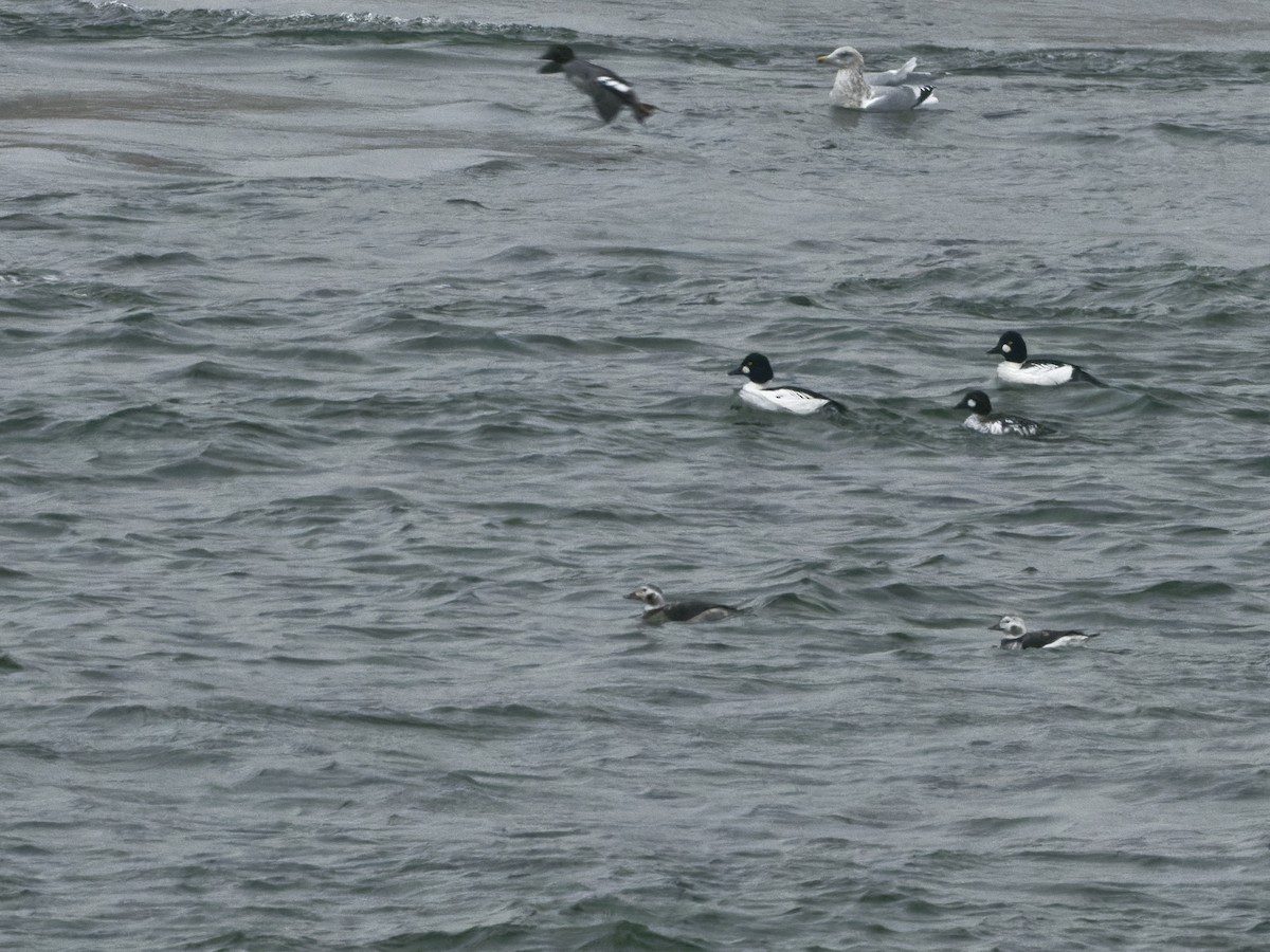 Long-tailed Duck - ML412481251