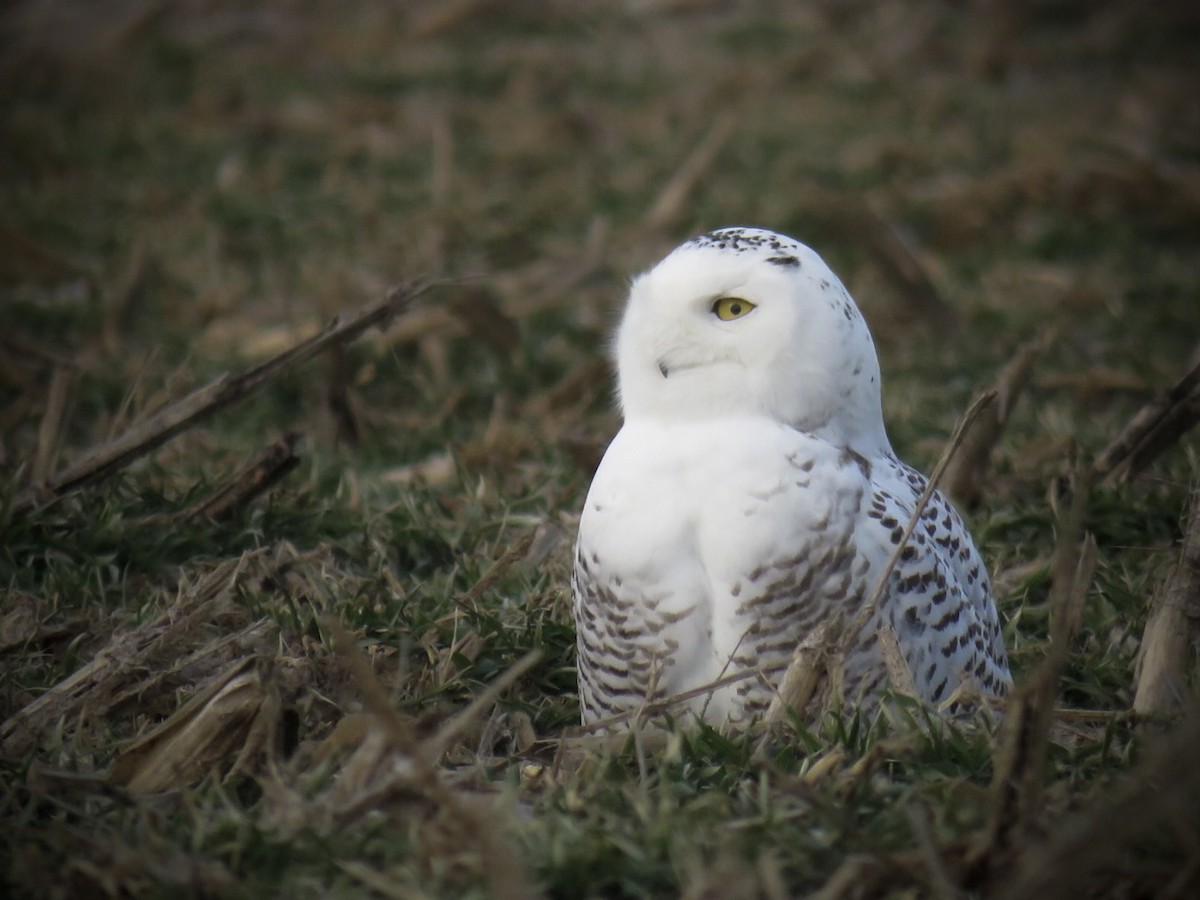 Snowy Owl - ML412482391