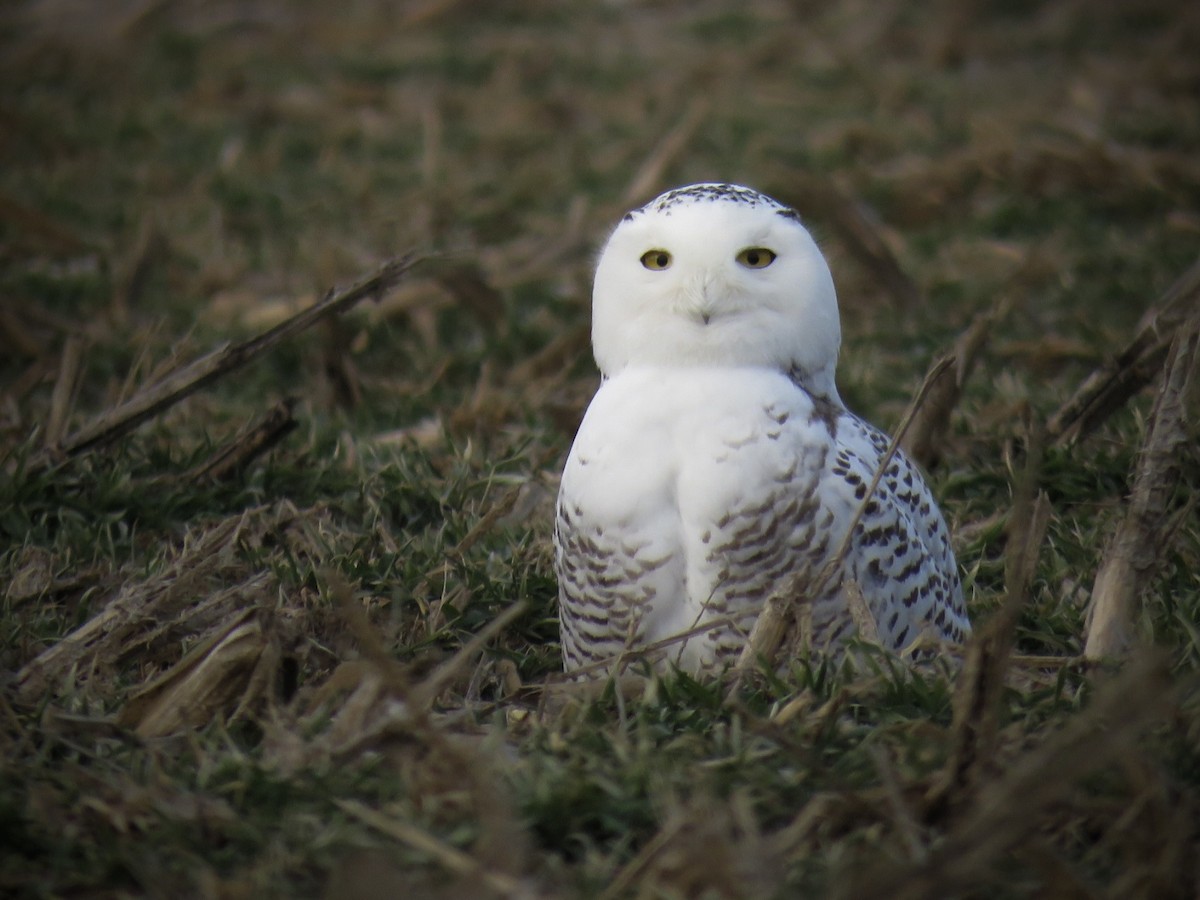 Snowy Owl - ML412482401