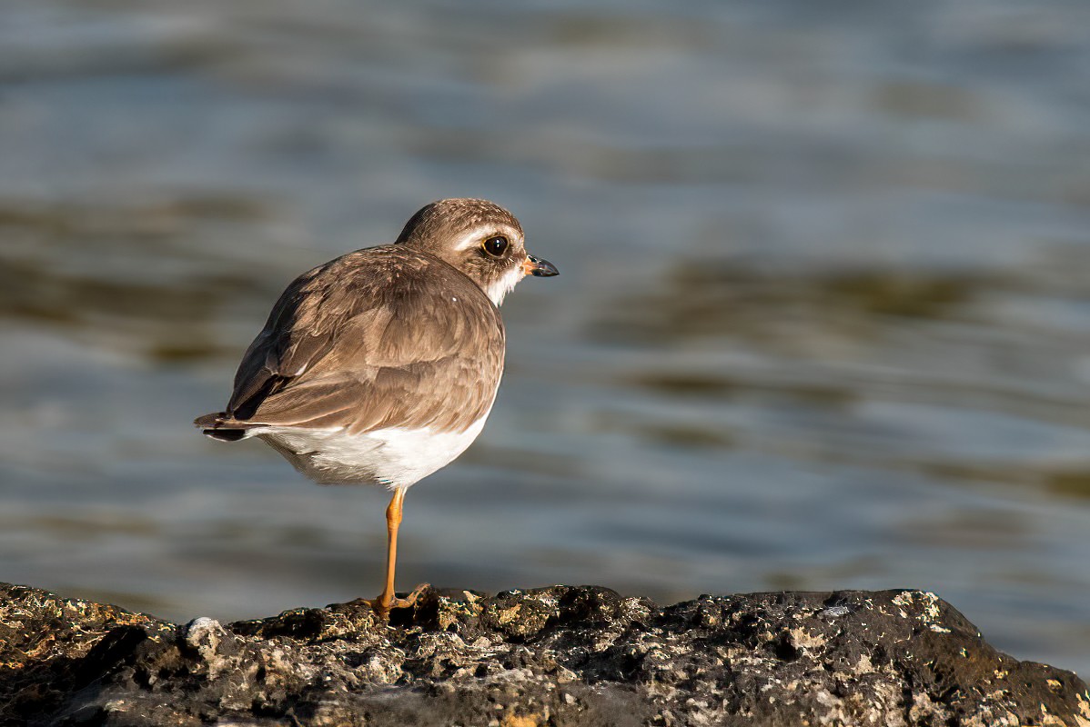 Semipalmated Plover - ML412483341