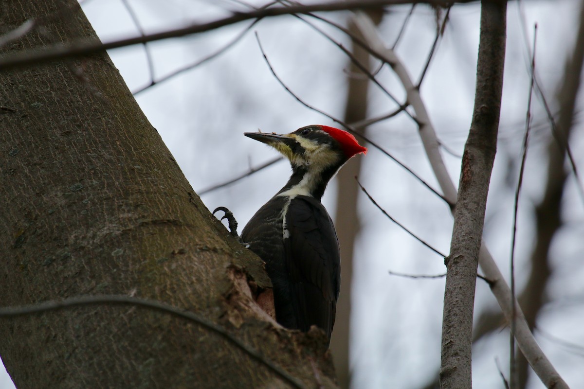 Pileated Woodpecker - ML41249581