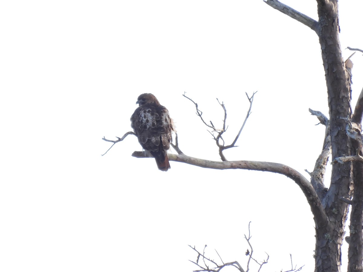 Red-tailed Hawk - ML412499501