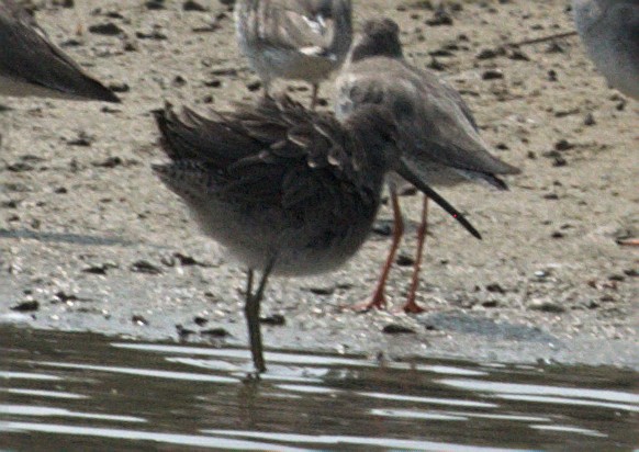 Long-billed Dowitcher - ML412501841