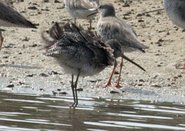 Long-billed Dowitcher - ML412501851