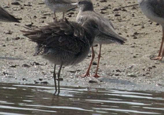 Long-billed Dowitcher - ML412501861