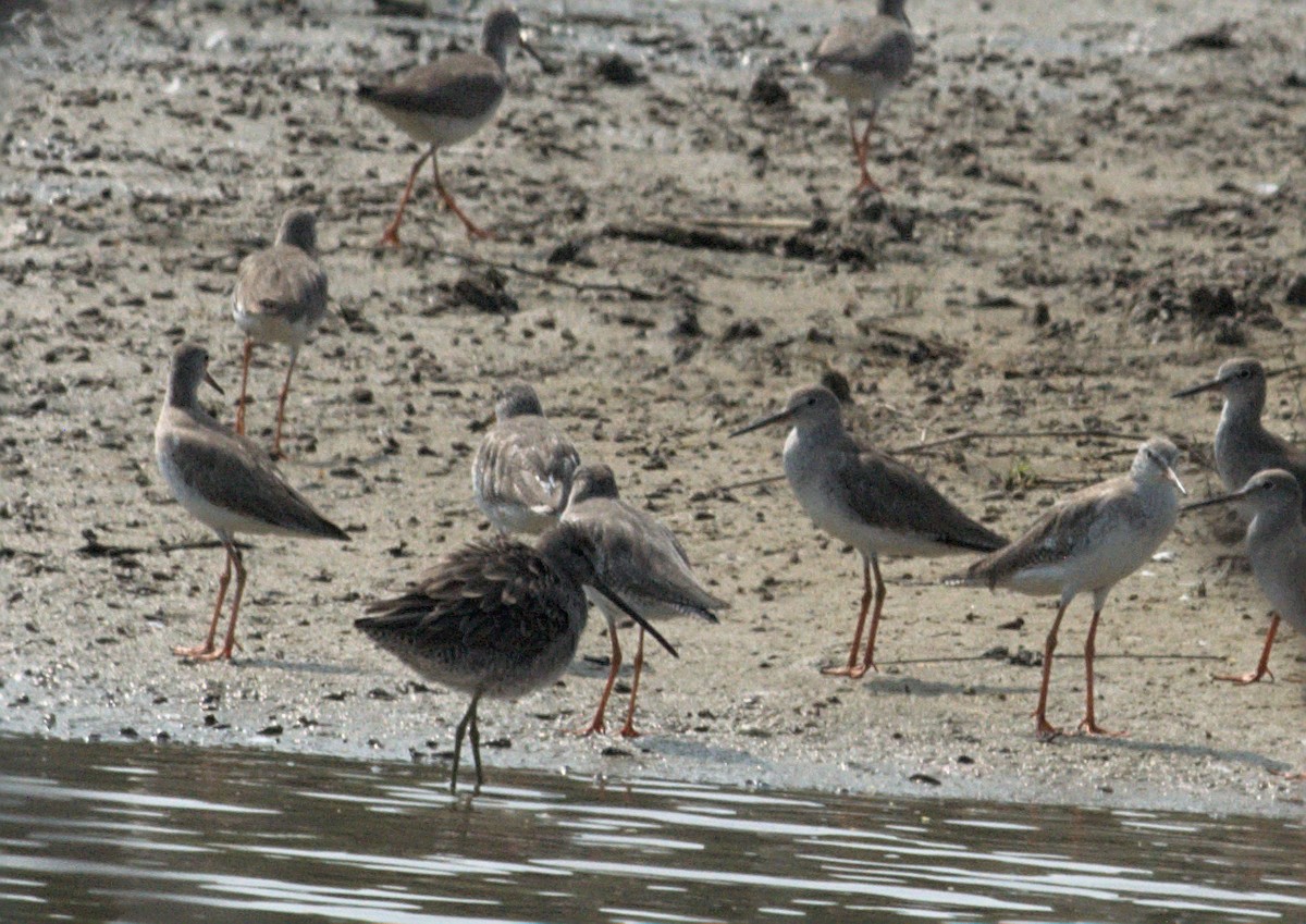 Long-billed Dowitcher - ML412501881