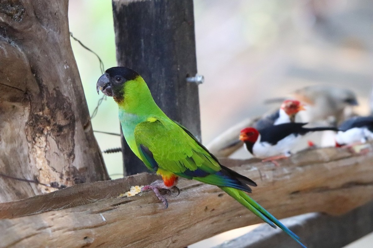 Nanday Parakeet - pedro maia