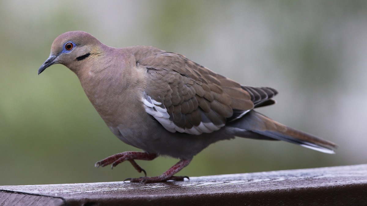 White-winged Dove - Don Brode