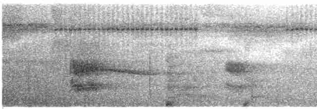 Глазчатая гологлазка - ML412512591