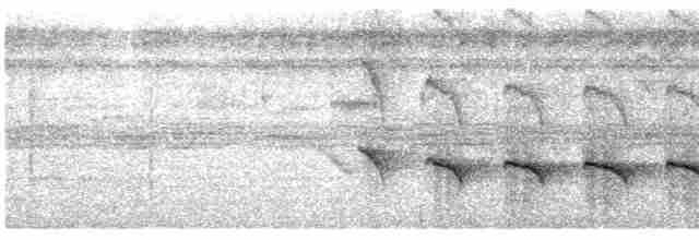 Kurzschwanz-Ameisenvogel - ML412513481